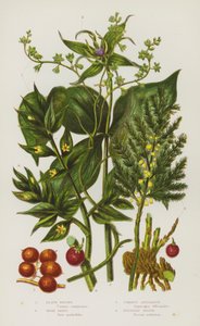 Flowering Plants of Great Britain: Black Briony, Herb Paris, Common Asparagus, Butchers Broom by English School