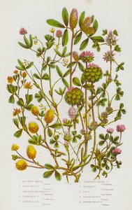 Boccones Trefoil, Rough Rigid Trefoil, Smooth Round Headed Trefoil, Suffocated Trefoil, Upright Round Headed Trefoil, Strawberry Headed Trefoil, Reversed Trefoil, Hop Trefoil, Lesser Yellow Trefoil, Slender Yellow Trefoil by English School