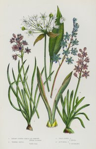 Flowering Plants of Great Britain: Broad Leaved Garlic or Ramsons, Vernal Squill, Twin Leaved Squill, Autumnal Squill