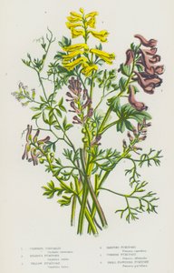 Flowering Plants of Great Britain: Climbing Corydalis, Bulbous Fumitory, Yellow Fumitory, Ramping Fumitory, Common Fumitory, Small Flowered Fumitory by English School