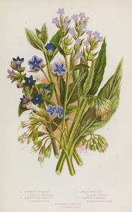 Flowering Plants of Great Britain: Common Alkanet, Evergreen Alkanet, Small Bugloss, Common Comfrey, Tuberous Comfrey by English School