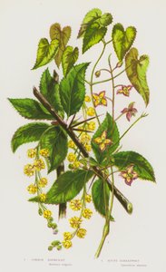 Flowering Plants of Great Britain: Common Barberry, Alpine Barrenwort by English School