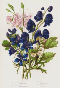 Flowering Plants of Great Britain: Common Columbine, Field Larkspur, Monk