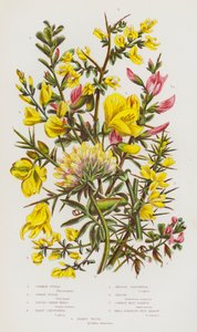 Flowering Plants of Great Britain: Common Furze, Dwarf Furze, Dyers Green-Weed, Hairy Green-Weed, Needle Green-Weed, Broom, Common Rest Harrow, Small Spreading Rest Harrow, Kidney Vetch by English School