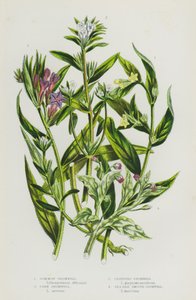 Flowering Plants of Great Britain: Common Gromwell, Corn Gromwell, Creeping Gromwell, Sea Side Smooth Gromwell by English School