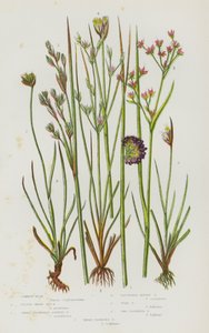 Flowering Plants of Great Britain: Common Rush, Lesser Sharp Sea Rush, Sharp Flowered Jointed Rush, Clustered Alpine Rush, Toad Rush, Two Flowered Rush, Three Flowered Rush