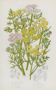 Flowering Plants of Great Britain: Common Water Dropwort, Parsley Water Dropwort, Sulphur Wort Water Dropwort, Hemlock Water Dropwort, Fine-Leaved Water Dropwort, River Water Dropwort by English School