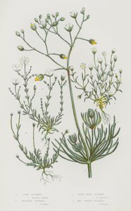 Flowering Plants of Great Britain: Corn Spurrey, Knotted Spurrey, Pearl-Wort Spurrey, Awl Shaped Spurrey by English School