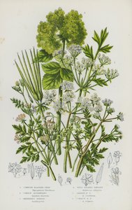 Flowering Plants of Great Britain: Cornish Bladder-Seed, Common Alexanders, Shepherd