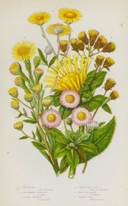 Flowering Plants of Great Britain: Elecampane, Ploughmans Spikenard, Golden Samphire, Common Flea Bane, Small Flea Bane, Common Daisy by English School