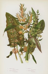 Flowering Plants of Great Britain: Fiddle Dock, Broad Leaved Dock, Golden Dock, Yellow Marsh Dock