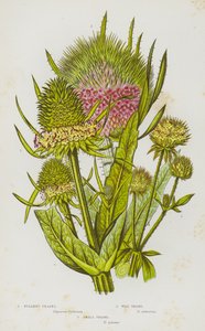 Flowering Plants of Great Britain: Fuller