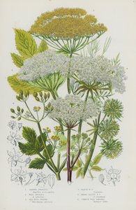 Flowering Plants of Great Britain: Garden Angelica, Wild Angelica, Sea Hogs Fennel, Marsh Hogs Fennel, Broad-Leaved Hogs Fennel, Common Wild Parsnep by English School