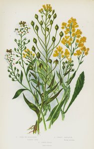 Flowering Plants of Great Britain: Gold of Pleasure, Sweet Alyssum, Dyer