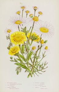 Flowering Plants of Great Britain: Great White Ox-Eye, Corn Marigold, Common Feverfew, Scentless Mayweed, Wild Chamomile, Common Chamomile by English School