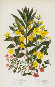 Great Yellow Loosestrife, Tufted Loosestrife, Wood Loosestrife, Creeping Loosetrife, Scarlet Pimpernel, Bog Pimpernel by English School