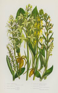 Flowering Plants of Great Britain: Green Habenaria, Small White Habenaria, Lesser Butterfly Orchis, Great Butterfly Orchis, Green Man Orchis, Green Musk Orchis