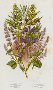 Flowering Plants of Great Britain: Gypsey-Wort, Meadow Sage, Wild English Sage, Horse-Mint, Round Leaved Mint, Spear Mint by English School