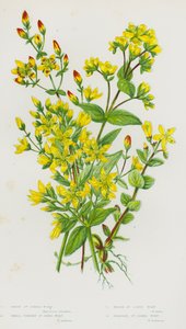 Flowering Plants of Great Britain: Hairy St John