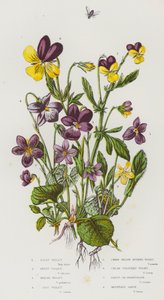 Flowering Plants of Great Britain: Hairy Violet, Sweet Violet, Marsh Violet, Dog Violet, Dwarf Yellow-Spurred Violet, Cream Coloured Violet, Pansy, or Heartsease, Mountain Pansy