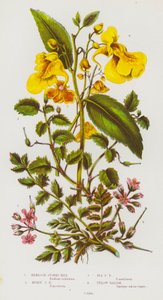 Flowering Plants of Great Britain: Hemlock Storks Bill, Musky Storks Bill, Sea Storks Bill, Yellow Balsam by English School