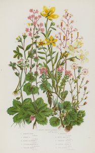 Flowering Plants of Great Britain: Kidney Shaped Saxifrage, London Pride, Starry Saxifrage, Alpine Clustered Saxifrage, Purple Mountain Saxifrage, Yellow Marsh Saxifrage, Yellow Mountain Saxifrage, White Meadow Saxifrage, Drooping Bulbous Saxifrage by English School