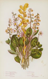 Flowering Plants of Great Britain: Large Flowered Moneses, Serrated Winter-Green, Round-Leaved Winter-Green, Intermediate Winter-Green, Lesser Winter-Green, Yellow Birds-Nest by English School