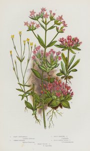 Flowering Plants of Great Britain: Least Gentianella, Common Centaury, Dwarf Branched Centaury, Broad Leaved Tufted Centaury, Dwarf Tufted Centaury by English School