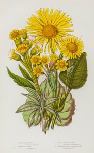 Flowering Plants of Great Britain: Marsh Flea Wort, Field Flea Wort, Great Leopard