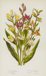 Flowering Plants of Great Britain: Marsh Helleborine, Large White Helleborine, Narrow-Leaved White Helleborine, Purple Helleborine