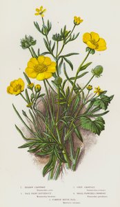 Flowering Plants of Great Britain: Meadow Crowfoot, Pale Hairy Buttercup, Corn Crowfoot, Small-Flowered Crowfoot, Common Mouse Tail by English School