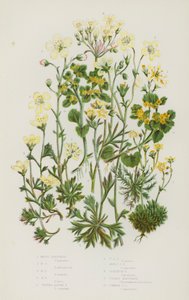 Flowering Plants of Great Britain: Mossy Saxifrage, Tufted Alpine Saxifrage, Geranium Saxifrage, Golden Saxifrage, Common Golden Saxifrage by English School