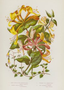 Flowering Plants of Great Britain: Pale Perfoliate Honeysuckle, Common Honeysuckle, Upright Fly Honeysuckle, Two Flowered Linnaea