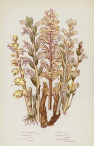 Flowering Plants of Great Britain: Picris Broom Rape, Lesser Broom Rape, Ivy Broom Rape, Purple Broom Rape, Branched Broom Rape, Greater Toothwort