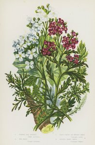 Flowering Plants of Great Britain: Purple Sea Rocket, Sea Kale, Wart Cress or Swines Cress, Lesser Wart Cress by English School
