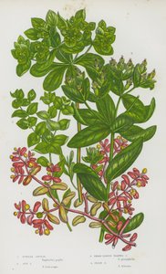 Purple Spurge, Sun Spurge, Broad Leaved Warted Spurge, Irish Spurge by English School