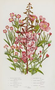 Flowering Plants of Great Britain: Rose-Bay Willow Herb, Great Hairy Willow Herb, Small Flowered Hairy Willow Herb, Broad Smooth Leaved Willow Herb, Pale Smooth Leaved Willow Herb, Square Stalked Willow Herb, Narrow Leaved Marsh Willow Herb, Chickweed Lea