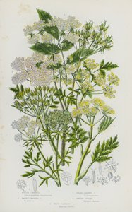 Flowering Plants of Great Britain: Rough Chervil, Tawny Fruited Chervil, Broad-Leaved Chervil, Sweet Cicely, Wild Carrot by English School