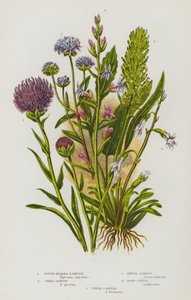Flowering Plants of Great Britain: Round Headed Rampion, Spiked Rampion, Annual Scabious, Acrid Lobelia, Water Lobelia by English School