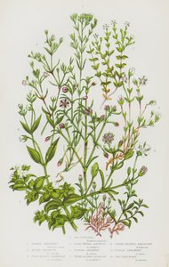Flowering Plants of Great Britain: Sea Purslane, Vernal Sandwort, Alpine Sandwort, Fine Leaved Sandwort, Level Topped Sandwort, Fringed Sandwort, Thyme Leaved Sandwort, Three Nerved Sandwort, Purple Sandwort, Sea Sandwort by English School
