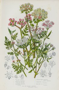Flowering Plants of Great Britain: Sea Side Carrot, Small Bur Parsley, Great Bur Parsley, Upright Hedge Parsley, Spreading Hedge Parsley, Knotted Hedge Parsley, Sea Side Prickly Samphire by English School