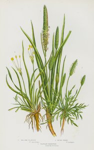 Flowering Plants of Great Britain: Sea Side Plantain, Bucks Thorn, Plantain Shoreweed
