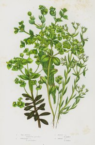 Flowering Plants of Great Britain: Sea Spurge, Portland Spurge, Petty Spurge, Dwarf Spurge