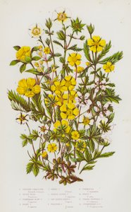Shrubby Cinque-Foil, Silver Weed, Strawberry-Flowered Cinque-Foil, Hoary Cinque-Foil, Spring Cinque-Foil, Orange Alpine Cinque-Foil, Saw-Leaved Hairy Cinque-Foil, Creeping Cinque-Foil, Tormentil, White Cinque-Foil, Three by English School