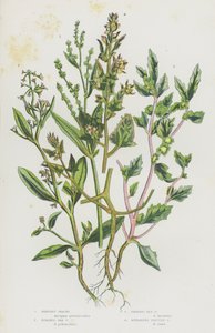Shrubby Orache, Stalked Sea Orache, Frosted Sea Orache, Spreading Fruited Orache by English School