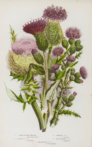 Flowering Plants of Great Britain: Spear Plume Thistle, Marsh Plume Thistle, Creeping Plume Thistle, Woolly Headed Plume Thistle, Melancholy Plume Thistle by English School