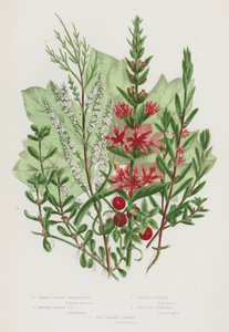 Flowering Plants of Great Britain: Spiked Purple Loosestrife, Hyssop Leaved Purple Loosestrife, Water Pursiane, English Tamarisk, Red Berried Briony by English School