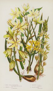 Flowering Plants of Great Britain: Spiked Star of Bethlehem, Common Star of Bethlehem, Drooping Star of Bethlehem, Yellow Gager by English School
