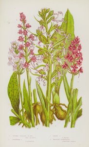 Flowering Plants of Great Britain: Spotted Palmate Orchis, Pyramidal Orchis, Lizard Orchis, Fragrant Gymnadenia