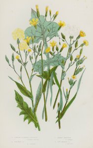 Flowering Plants of Great Britain: Strong Scented Lettuce, Prickly Lettuce, Least Lettuce, Ivy Leaved Lettuce by English School
